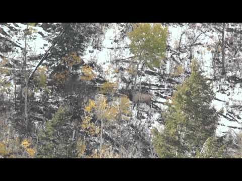 Extreme Outer Limits TV - Colorado Elk Part 1