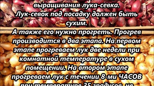 Бабушкин совет посадки лука-севка!