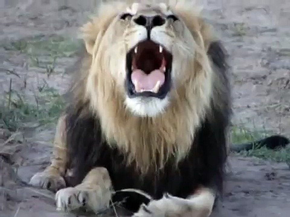 Lion Roaring!!