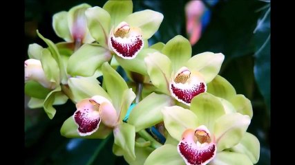 Орхидеи. Орхидеи фото