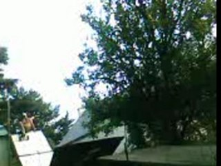 BLACK ROSES IN MY GARDEN