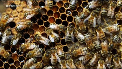 Epigenetik - sind wir Gene oder Umwelt?!