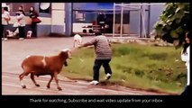 Crazy Cat , Funny videos , Beast Prank , animal movie , funny videos of animals