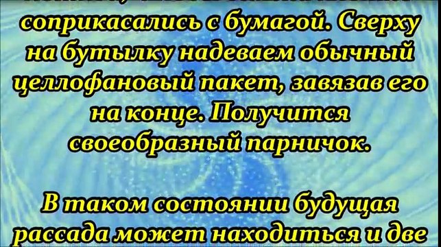 Необычный способ вырастить рассаду