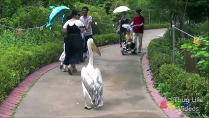 Ultimate Animal Thug Life Compilation #1