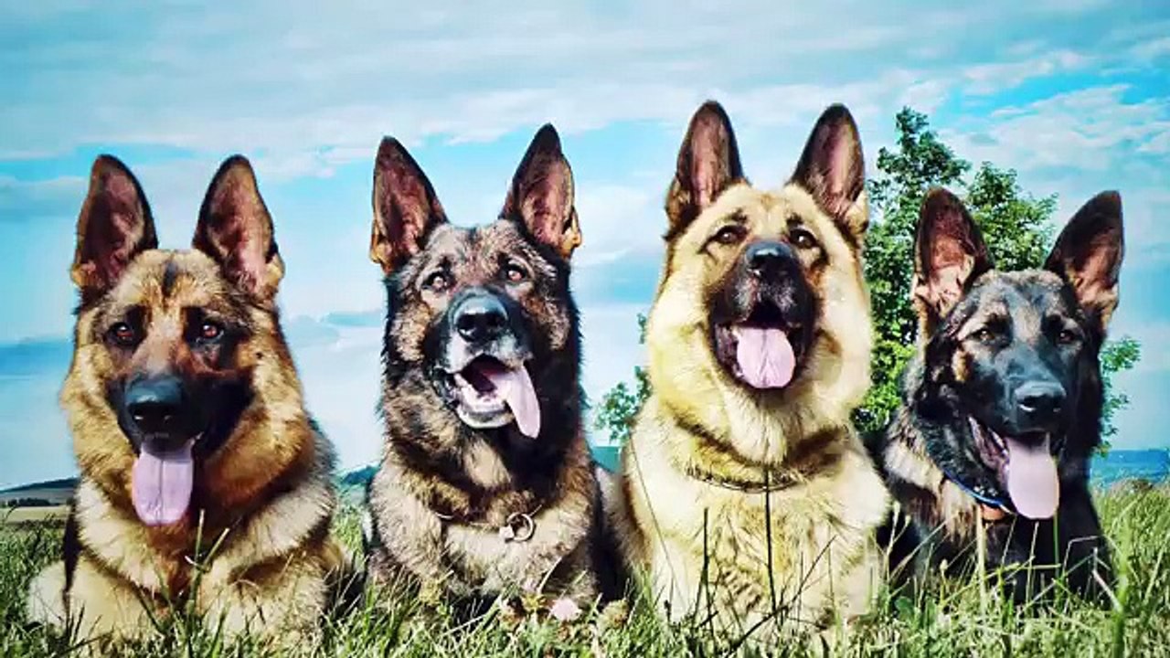 5 РЕАЛЬНЫХ ДЕТЕЙ, ВЫРОЩЕННЫХ ЖИВОТНЫМИ