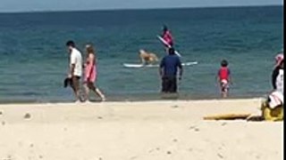 surfing dog in Australia (FULL HD)