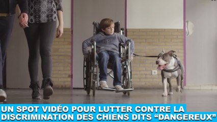 Un spot vidéo pour lutter contre la discrimination des chiens dits "dangereux" ! À découvrir dans la minute chien #128