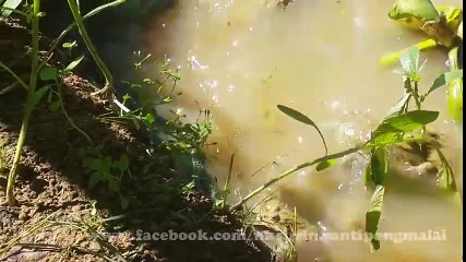 பாம்பை பிடித்து உண்ணும் தவளை ஓர் அதிசய காணொளி !
