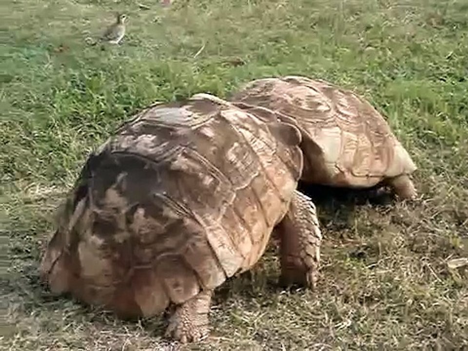 Turtles Fighting