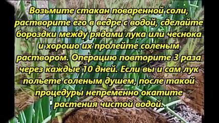 ЕСЛИ НАЧИНАЮТ ЖЕЛТЕТЬ ЛУК И ЧЕСНОК