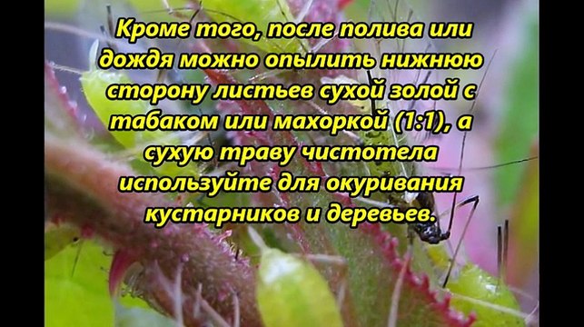 Избавляемся от тли народными средствами