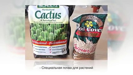 Фитокартина (зеленая картина) своими руками