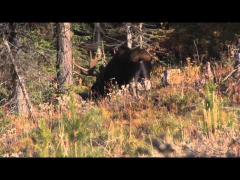 Silent Draw Outdoors - Montana Moose is Loose
