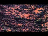 Long Range Pursuit - Long Range Coues Deer in Sonora Mexico