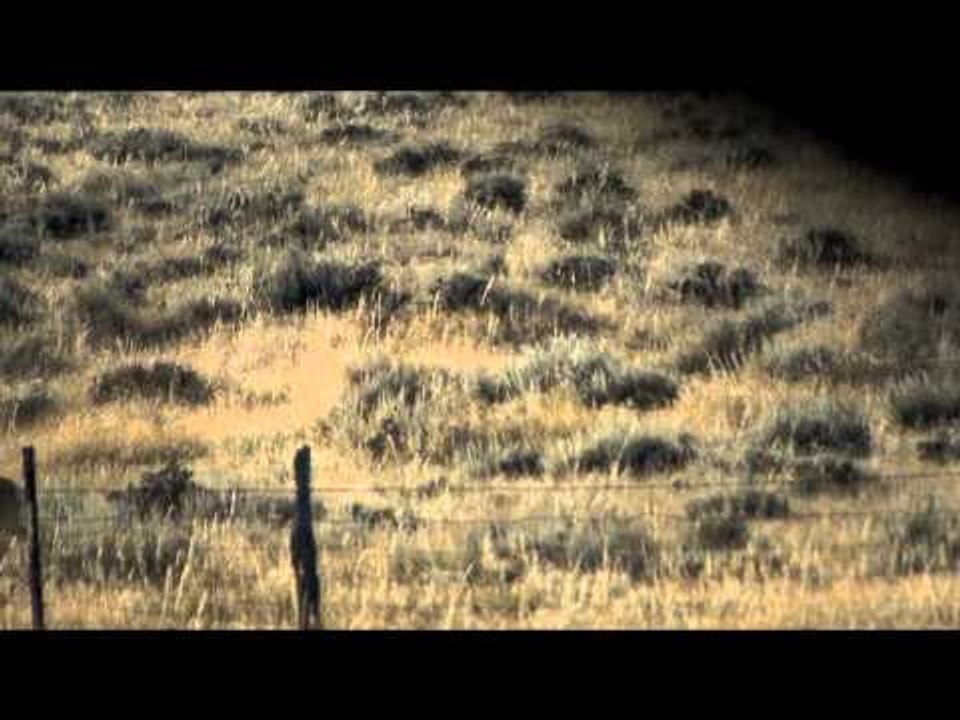 Raised Hunting - Here