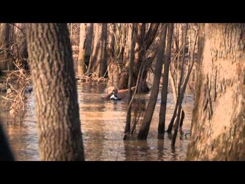 The Fowl Life - Arkansas Tree Huggin - Part 2