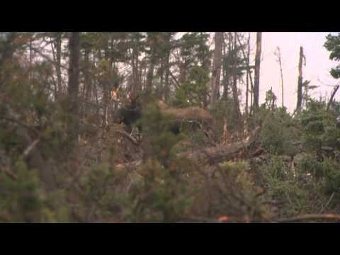 North American Hunter - Newfoundland