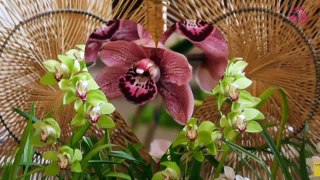 Цветок Орхидеи Цветы Орхидеи