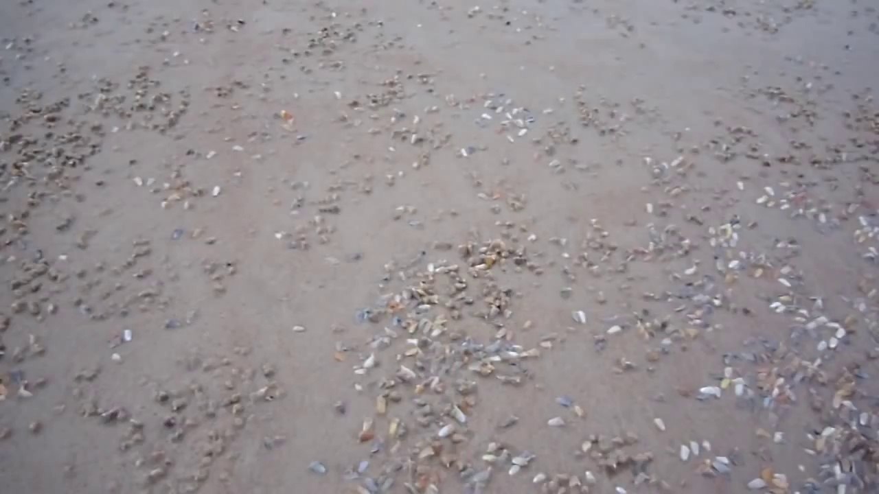 des palourdes sortent du sable