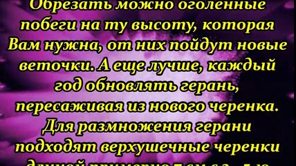 Правильный уход за геранью