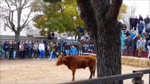 Encierro Gallargues-Le taureau est en règle-Il a la sécurité chantier! 2015(Encierro Gallargues 2015 : The bull is in order. It has the site safety!)
