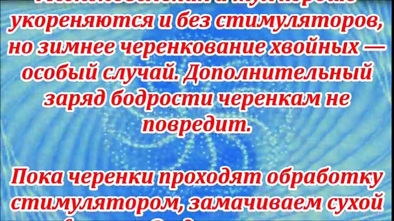Укоренение черенков хвойников в зимнее время