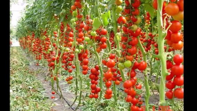 Шпалеры фото. Шпалеры своими руками