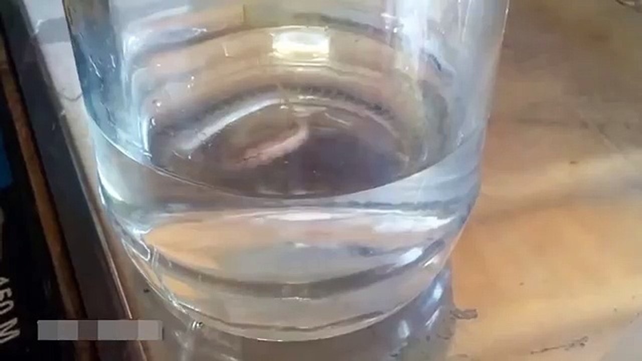 احترس من شرب الماء من الحنفية  شاهد مخلوق غريب يخرج من حنفية منزل يشبه دودة لها زيل فأر