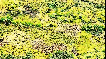 Живая стена сад в Сингапуре