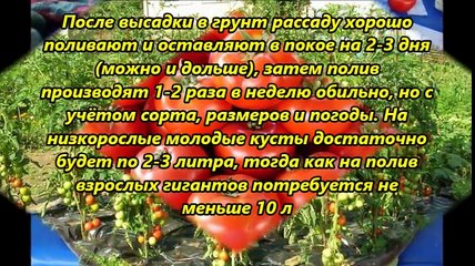Как вырастить большой урожай помидоров (часть 2)