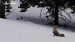 Grey Fox Hunts In Snow