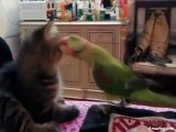 funny cats and parrots videos, funny parrots as pets annoying cats video compilations2016