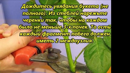 КАК ВЫРАСТИТЬ РОЗУ ИЗ СРЕЗАННОГО ЦВЕТКА