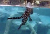Le jaguar est aussi bien à l'aise sur la terre que sous l'eau