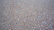 Des centaines de coquillages émergent du sable pour se nourrir