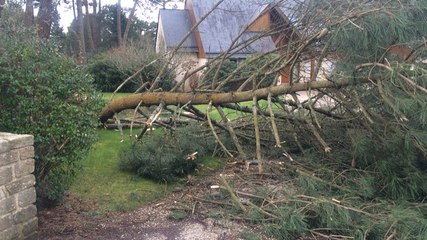 Des arbres à terre après la tempête