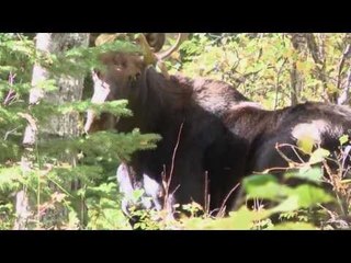 Moose Hunting