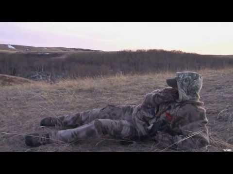 Coyote Hunting in the Prairies