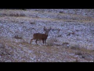 Whitetail Deer Hunting with The Long Haul