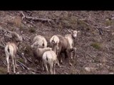 Rocky Mountain Sheep Hunting