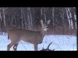 White-tail Deer Bowhunting