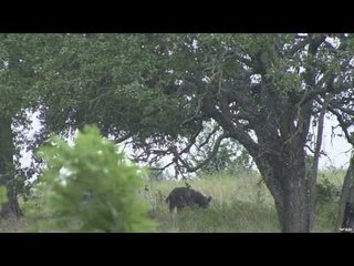 Hunting Wild Boar in Texas