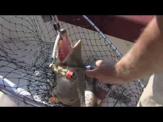 Muskie Fishing on St. Clair Lake