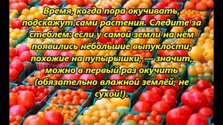 Как получить хороший урожай помидоров (часть 1)