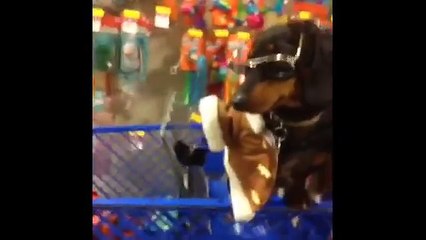 Funniest Dog Vines Compilation 2016 Very Funny