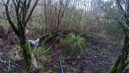 Chasse à la bécasse avec Hélipse de Nive Adour