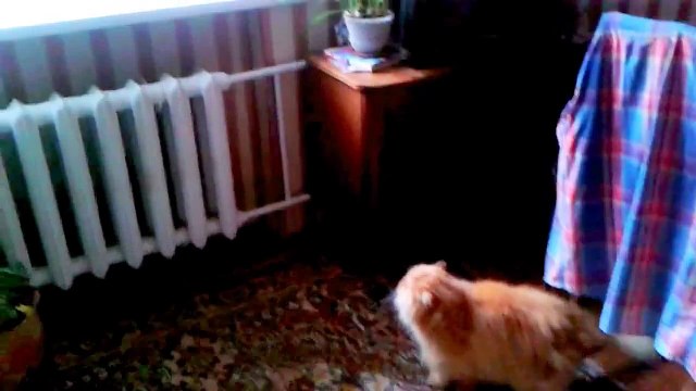 Кот Защищает Свой Дом От Штукатура!