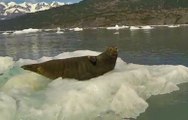 Sunbathing Seal Gets Spooked By A Passing Sailboat