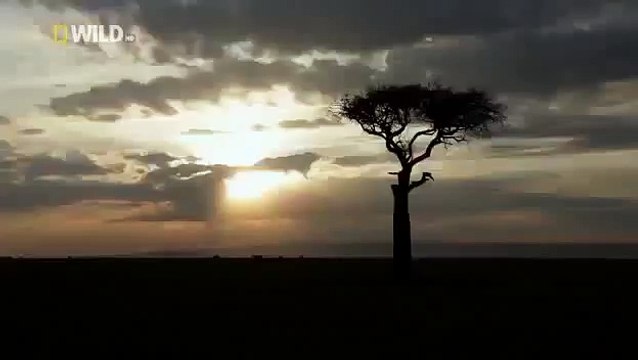 Гиены получили пипды от Льва!